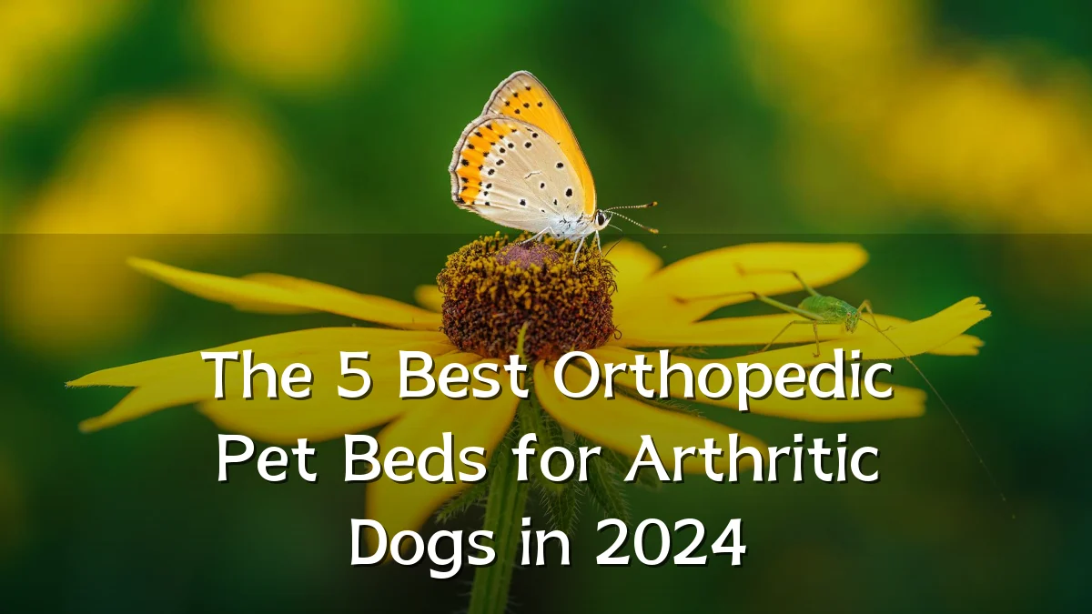 The 5 Best Orthopedic Pet Beds for Arthritic Dogs in 2024