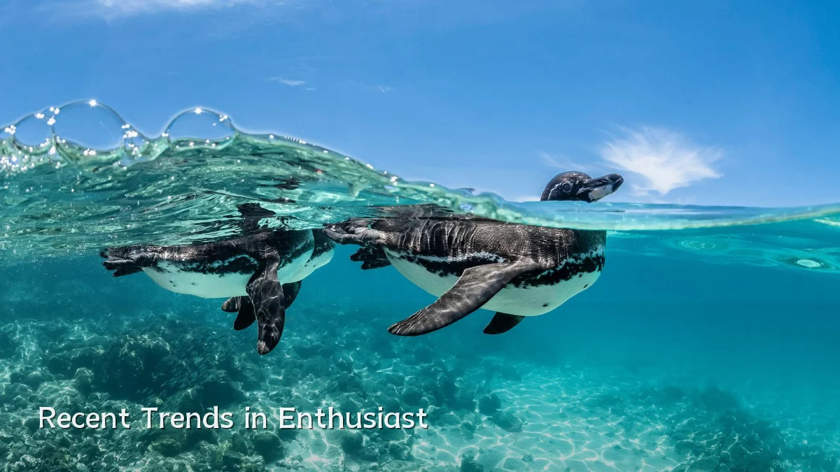 Recent Trends in Enthusiast